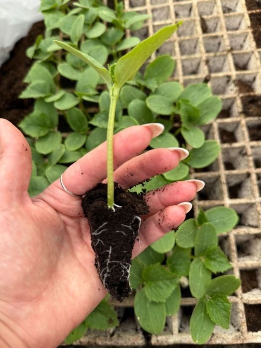 Разсад корнишони  F1