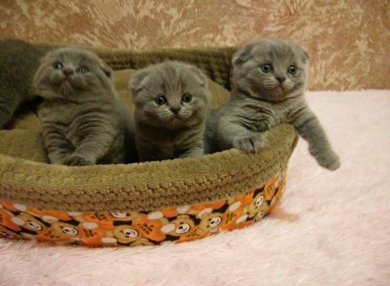 Скоттиш фолд котята