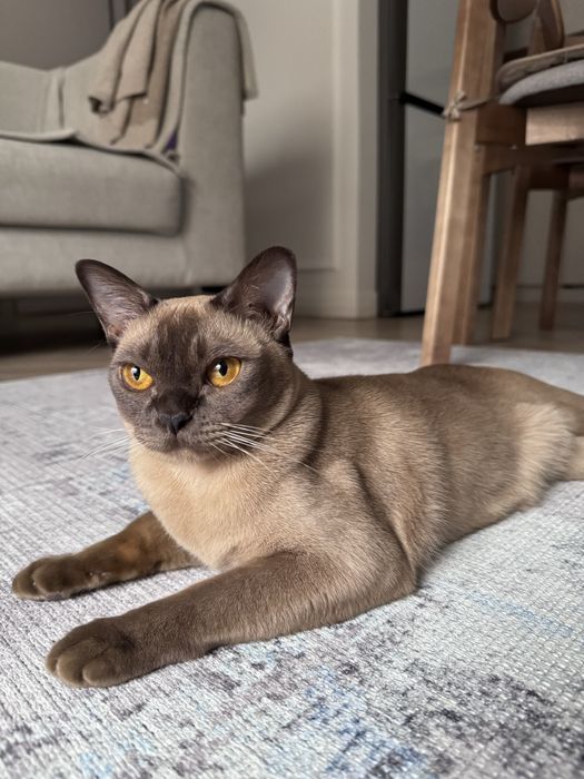 Продам кошку породы Бурма