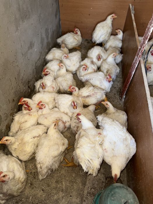 Бройлер цыплята домашныее