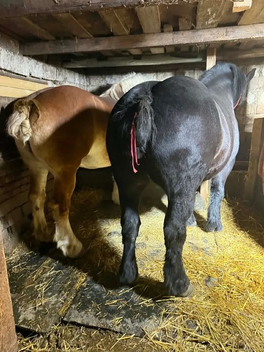 Vând iapa,Coca-Cola 6 ani,garantata la tras,1100 kg,1,72 înălțime greabăn mai multe detalii la tel 0758584638