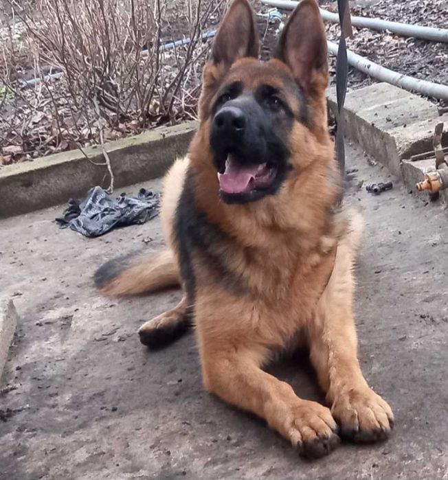 Щенки немецкой овчарки шикарные