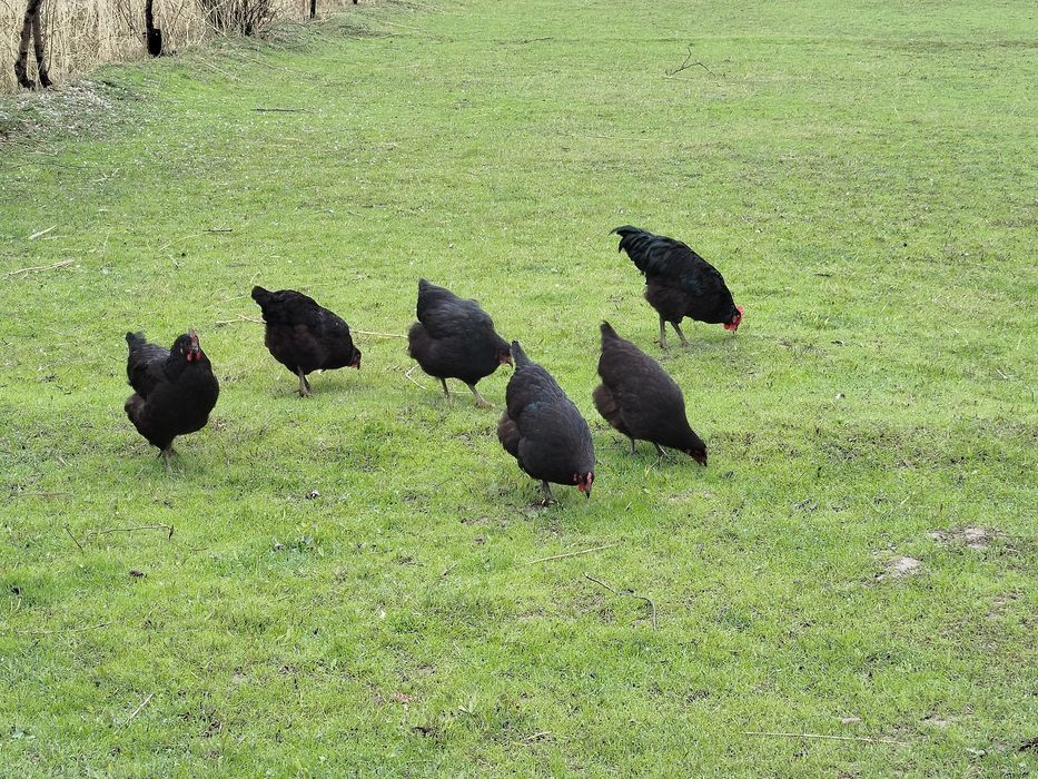 Гигант джерси,Ухейлюий,Медный маран тухумлари