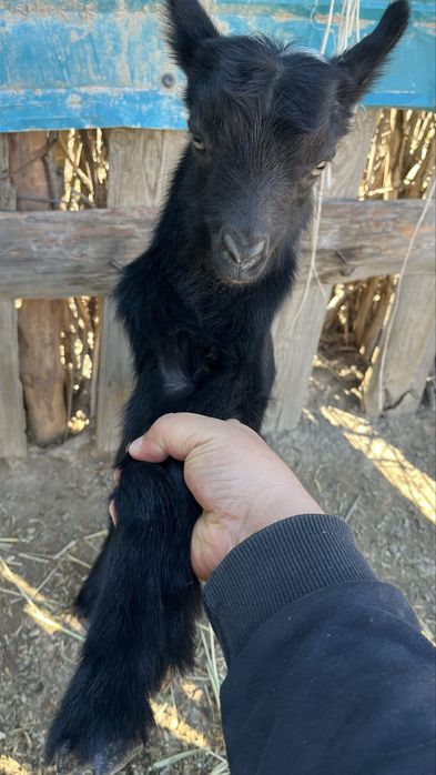 Лақты ешкі сатылады