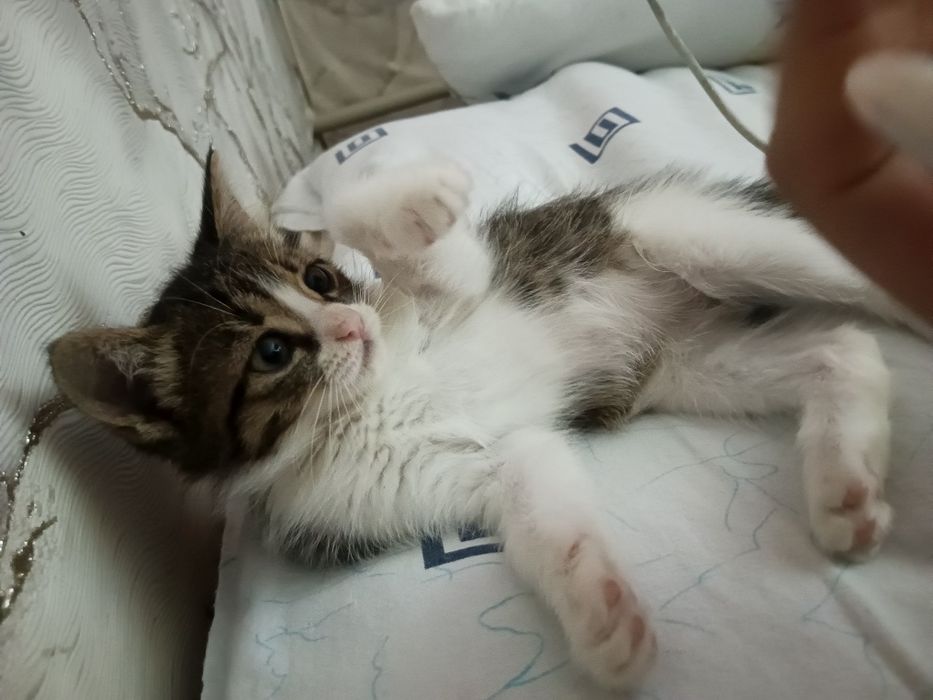 Отдам котенка в добрые руки