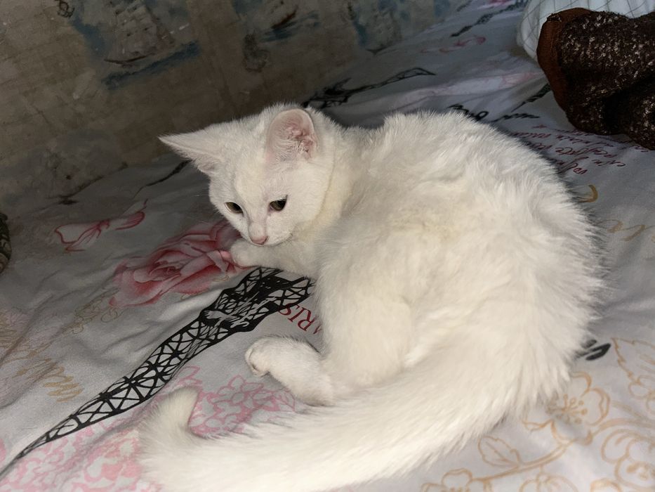 Продам котик , домашный 10 000 тг