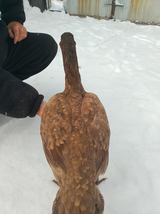 Дакан даканнннннн