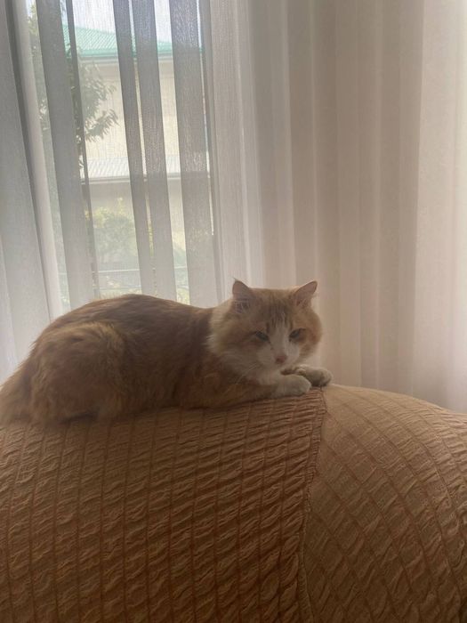 Пропала кошка рижая