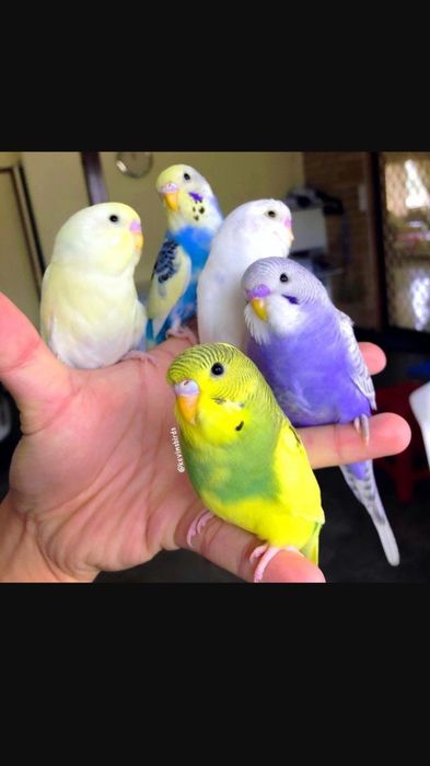 Волнистые попугаи птенцы