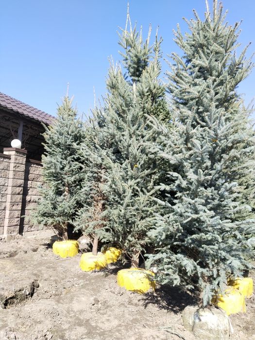 Продам хвойные саженцы