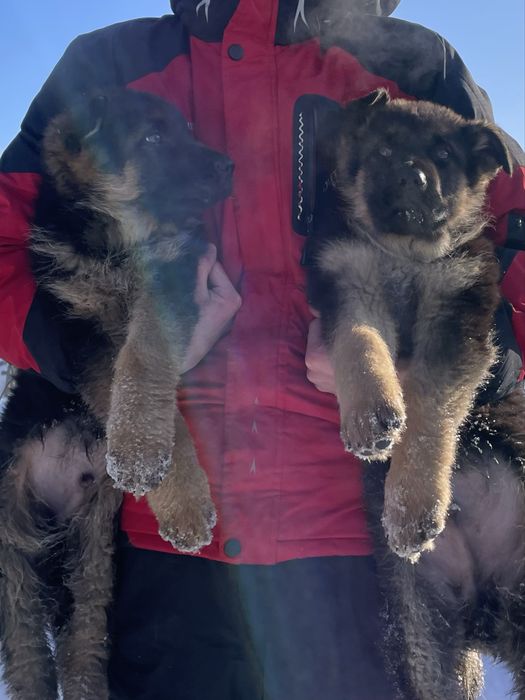 Продам щенков немецкой овчарки (чистокровные) 2 мальчика, 2,5 месяца.