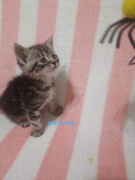 Котята в ответственные руки