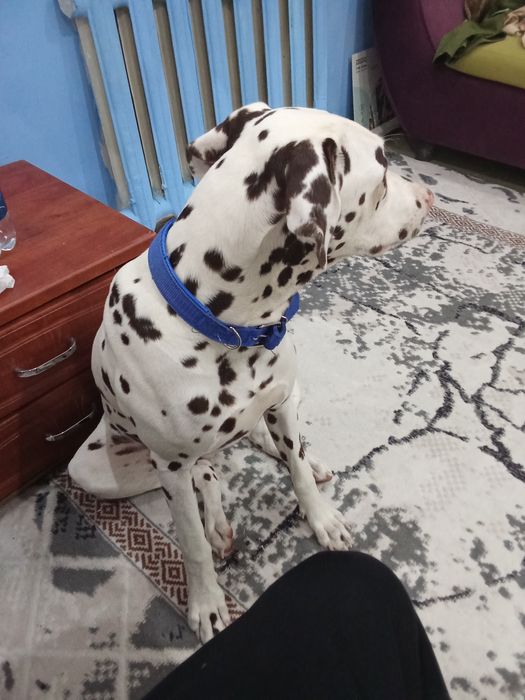 Продается собака