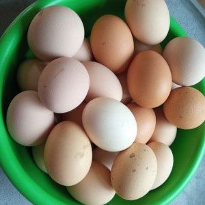 Индейский урдак ва тухумлари сотилади