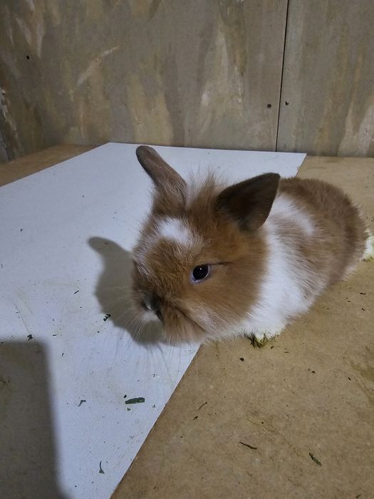 Декоративные Кролики