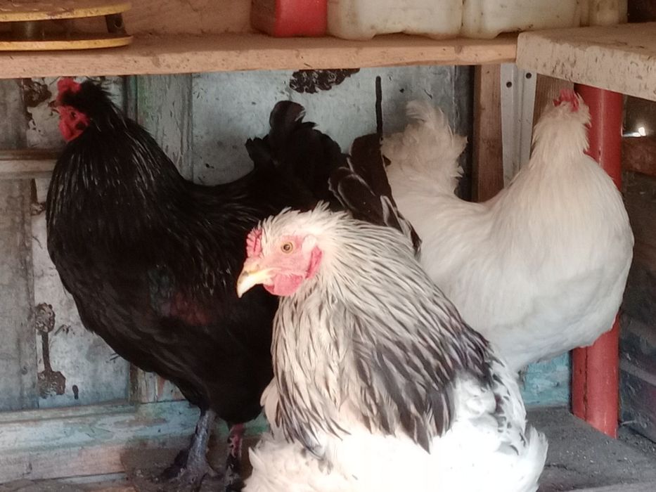Vând 4 cocoșei moțați încălțați