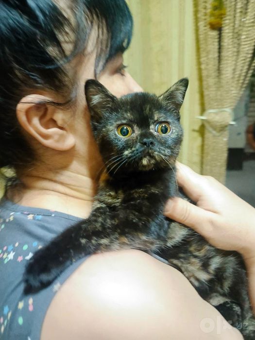 Продаётся Британская короткошёрстная кошечка