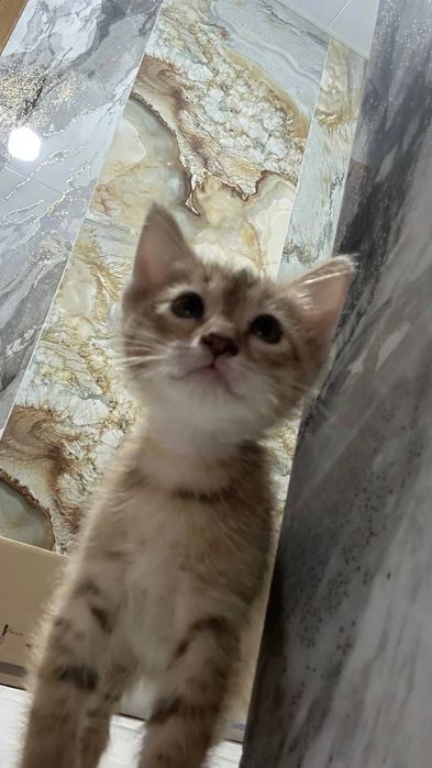 Отдам в добрые руки котят