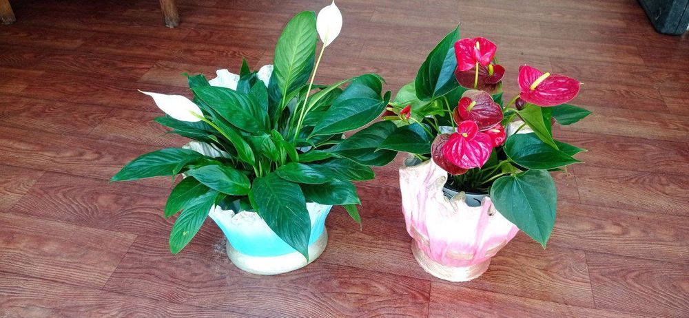 Горшки под цветы