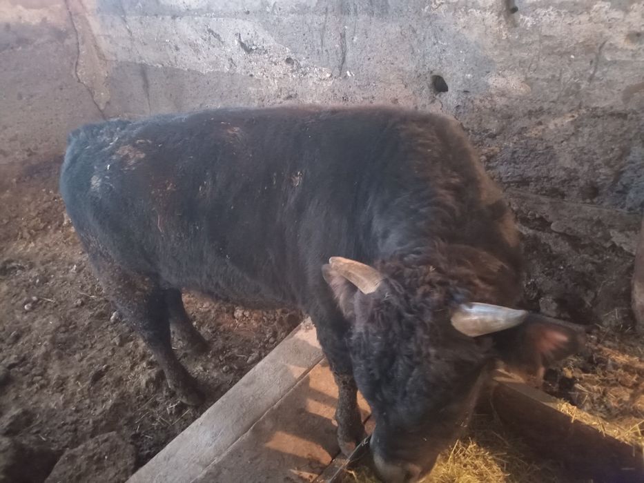 Бука сатылады семиз