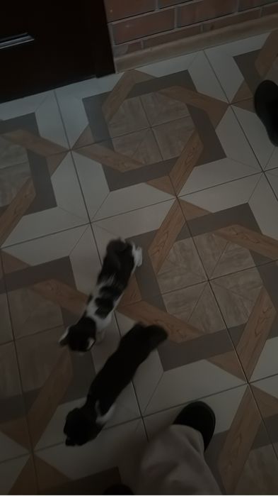 Котята бесплатно