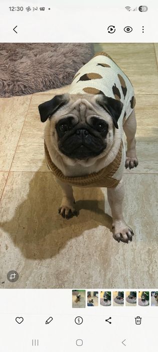 Pug(Moops) de vanzare