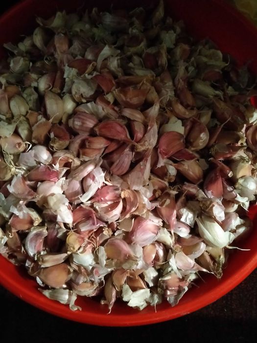 Продам чеснок средний