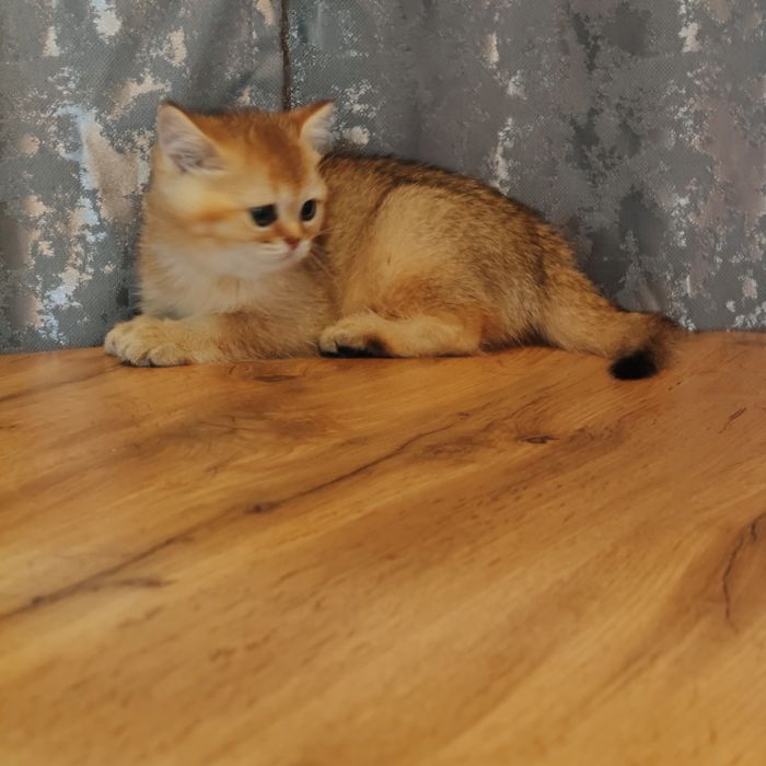 Котята золотые драгоценный окрас .