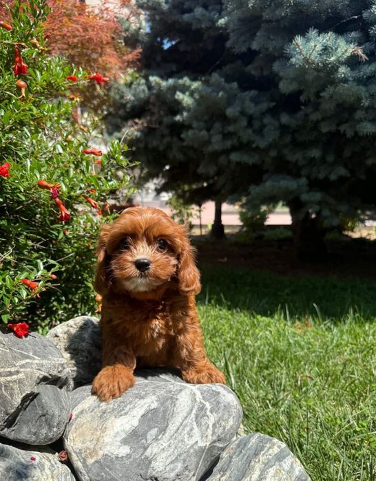 Кавапу !!! Cavapoo!!!