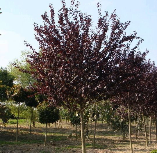 Prunus Nigra (Corcoduș Roșu )
