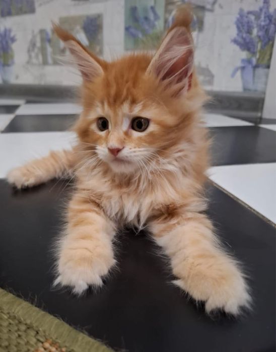 Мейн куны оригиналы