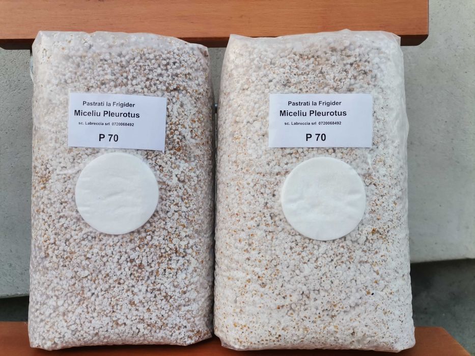 Pachet complet pentru cultivarea ciupercilor Pleurotus!