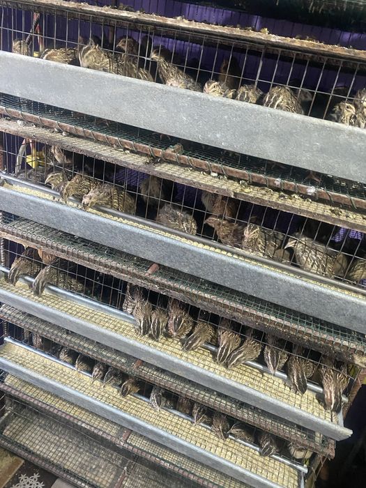 Prepelite adulte rasa japoneza si polara gigant