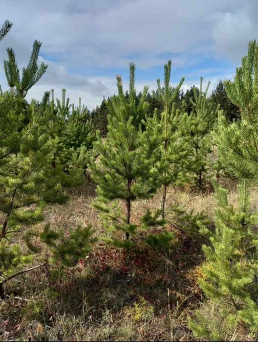 Саженцы оптом от 30 штук