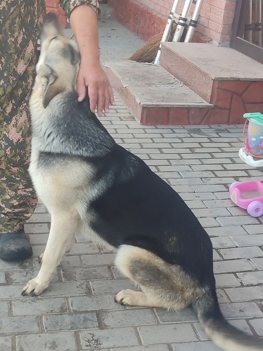 Продам подросщенного щенка ВЕО.