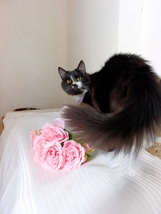 Котенок в добрые руки