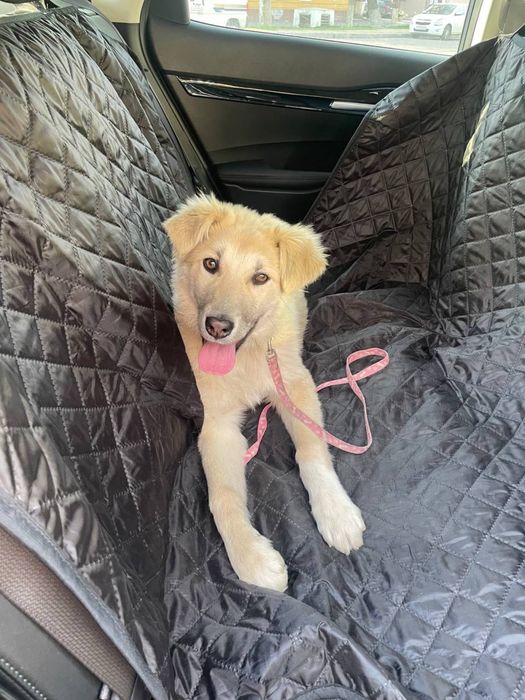 Тобик ищет дом (мальчик, 4 месяца)