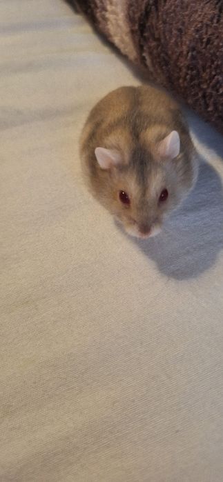 Pui de hamster pitic siberian