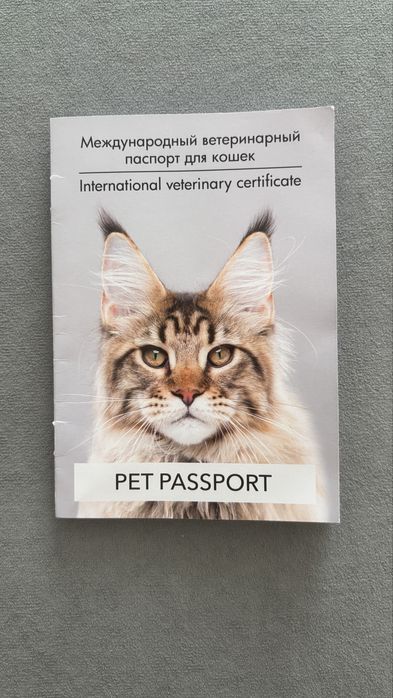 Продам 10 мес. кота, с паспортом