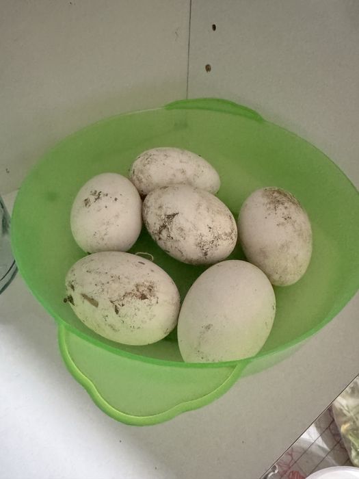 Қазар сатамын 7000 каждый