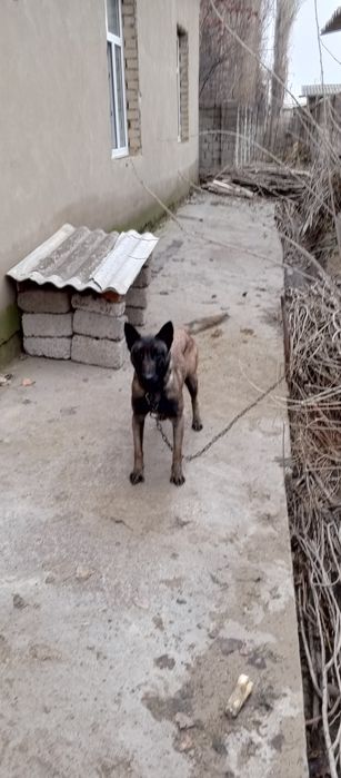 Malinua sotiladi urgʻochi