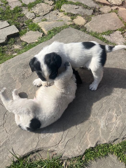 Подаряваме Малки кучета нечисти кокерчета!