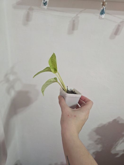 Продам комнатное растение - сциндапсус