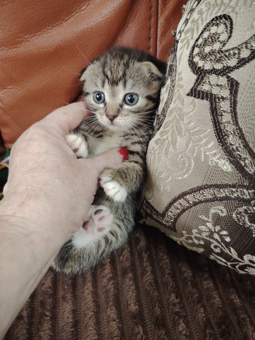 Шотландские малыши фолды