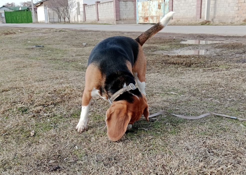 Бигль, девочка ...