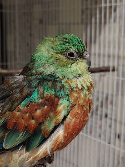 Продаётся певчий попугай (нар) с клеткой.