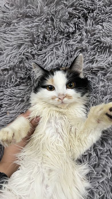 Отдам кошек в хорошие и добрые руки милые ласковые