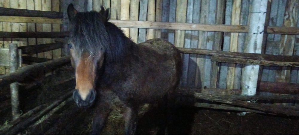 Құнаннан дөненге шығатын семіртілген жылқы сатылады