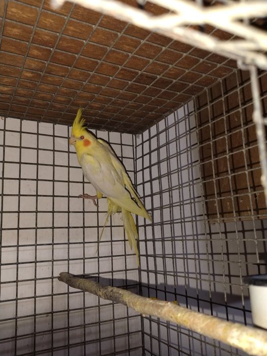 Продам попугаев: кореллы