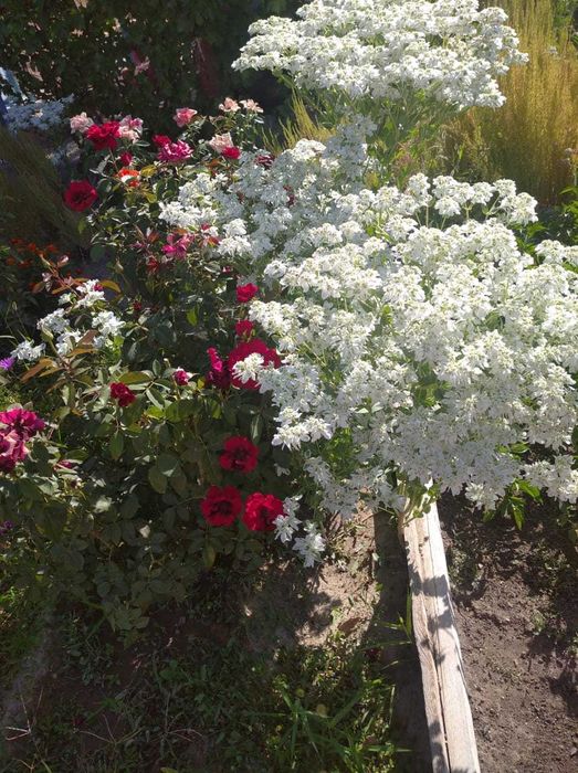 Продается дача срочно